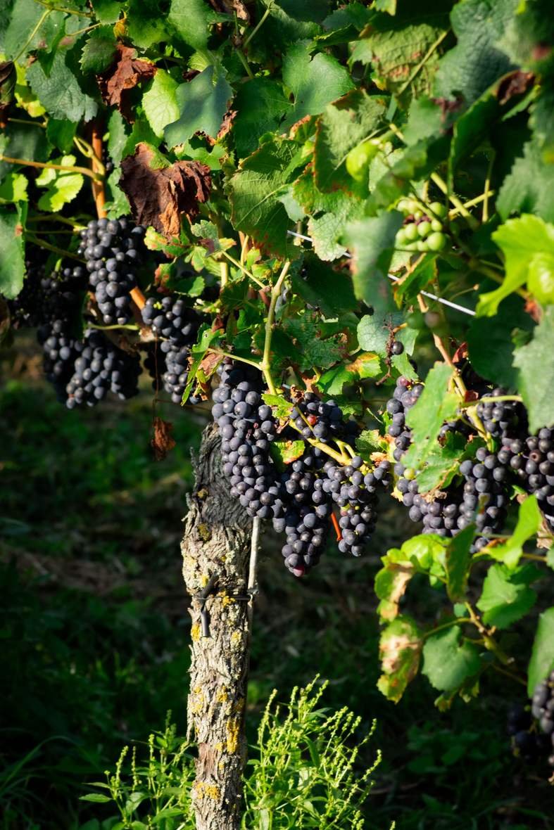 Syrah sur les coteaux de schiste de Seyssuel, au nord de Vienne